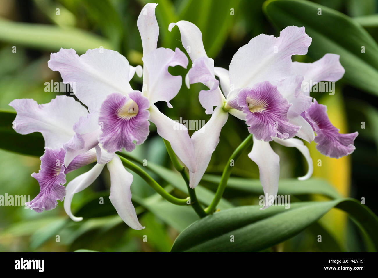 Flowers of the summer blooming tender orchid hybrid, Laeliocattleya Canhamiana var. coerulea 'Azure Skies' Stock Photo