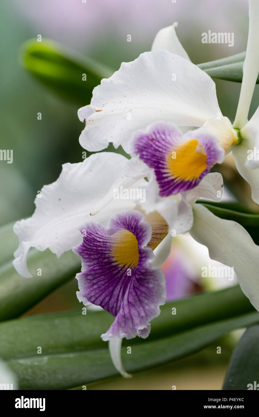 Flowers of the summer blooming tender orchid hybrid, Laeliocattleya Canhamiana var. coerulea 'Azure Skies' Stock Photo