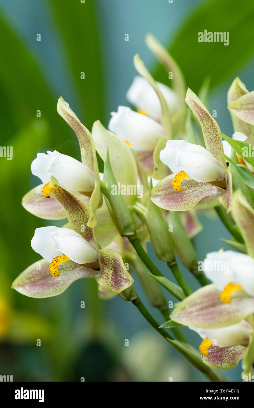 Brown, green and white flowers of the epiphytic tender orchid, Lycaste deppei Stock Photo