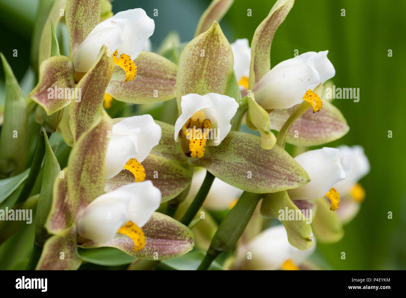 Brown, green and white flowers of the epiphytic tender orchid, Lycaste deppei Stock Photo