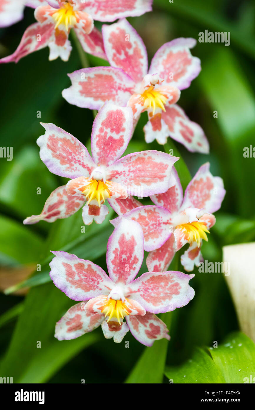 Pale pink mottled wjite summer flowers of the epiphytic tender orchid, Oncidium bradshawiae 'Burnham' Stock Photo