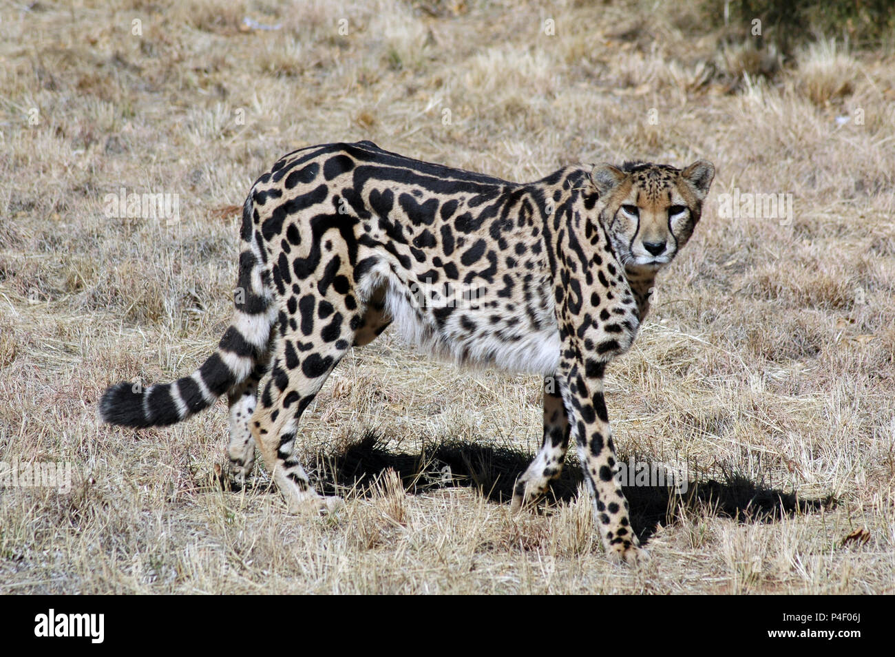 King Cheetah. Stock Photo