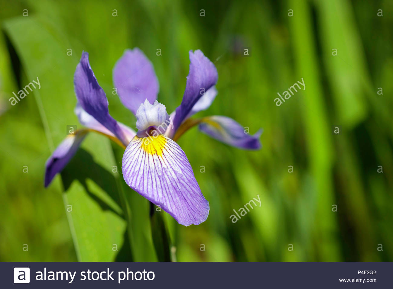 Blue Flag Quebec Flower Flower