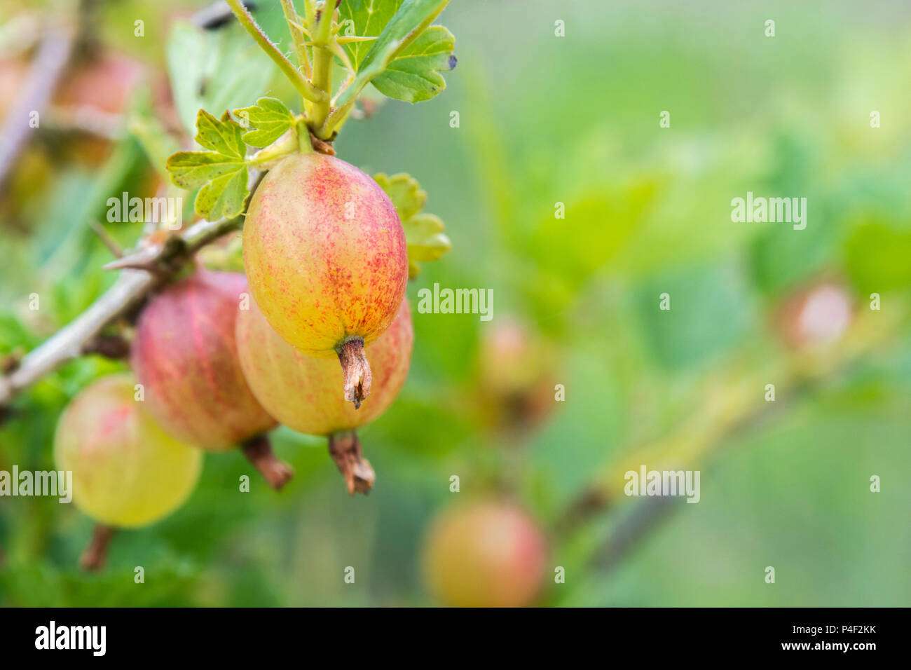 Close-up of fruits of a variety of Gooseberry (Ribes grossularia). Stock Photo