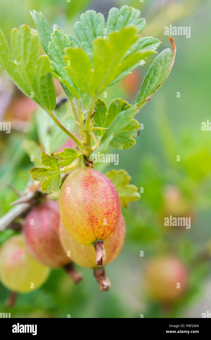 Close-up of fruits of a variety of Gooseberry (Ribes grossularia). Stock Photo