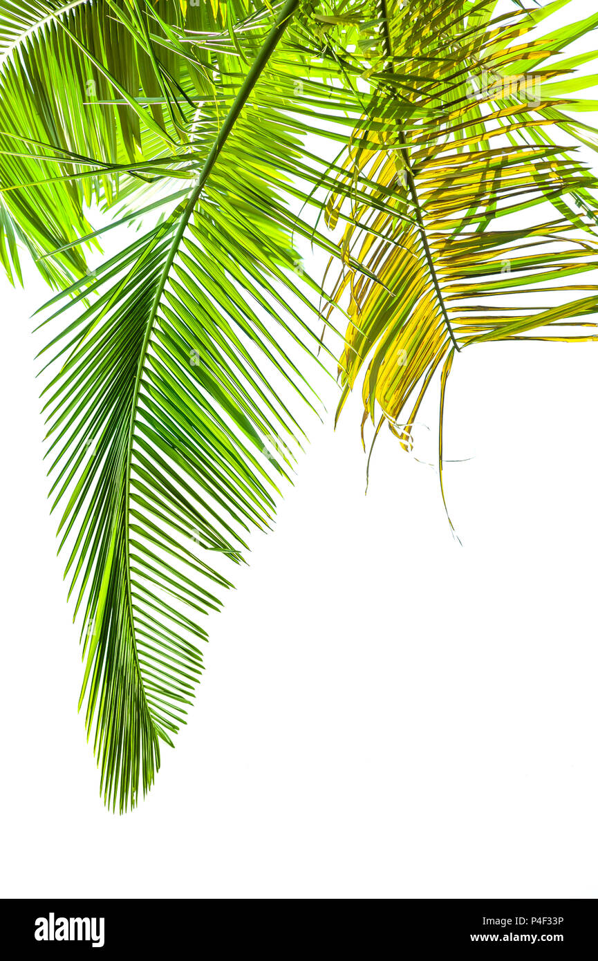 Leaves of palm tree isolated on white background Stock Photo - Alamy
