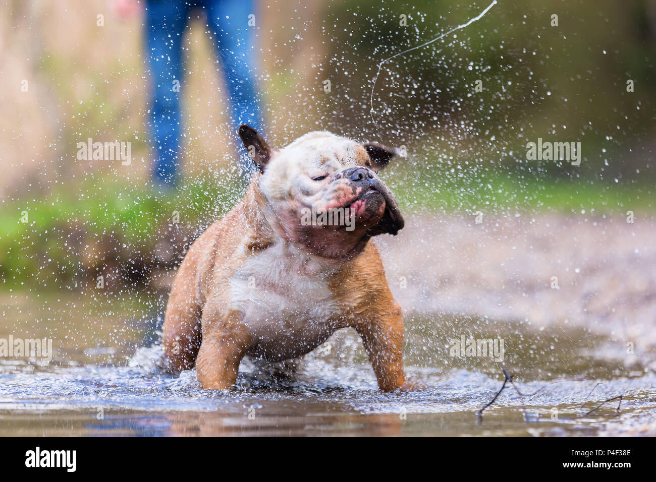 wet bulldog