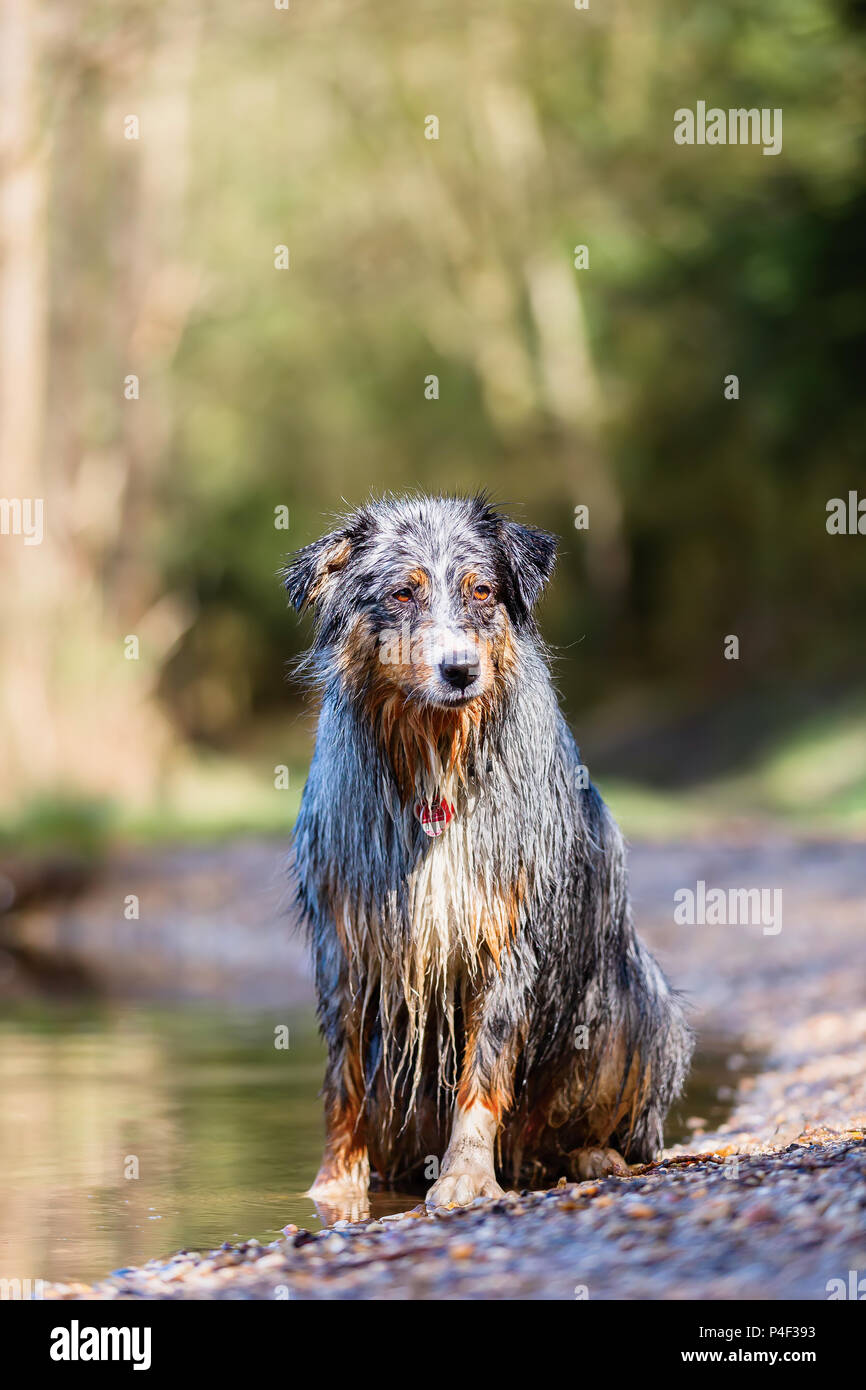 wet Australian Shepherd dog sits at the border of a lake Stock Photo