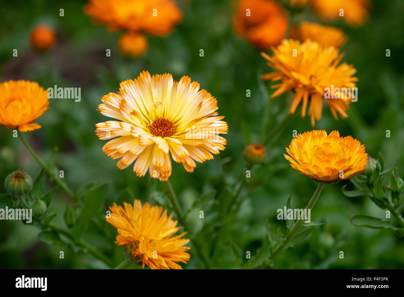 Calendula officinalis. Pot marigold flowers Stock Photo