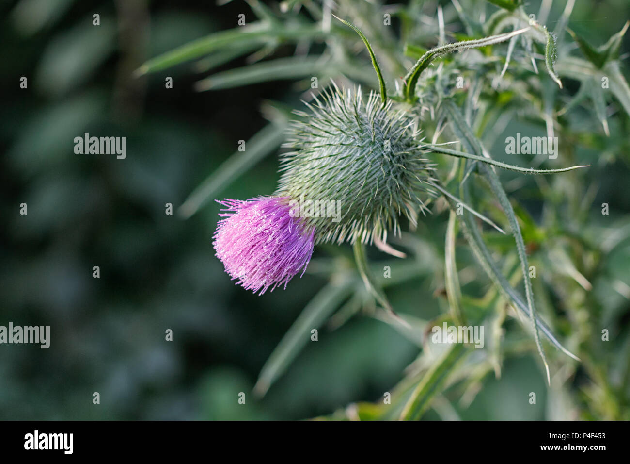 Pink flowering thistle also known as Common Thistle or Virginia Thistle. Stock Photo
