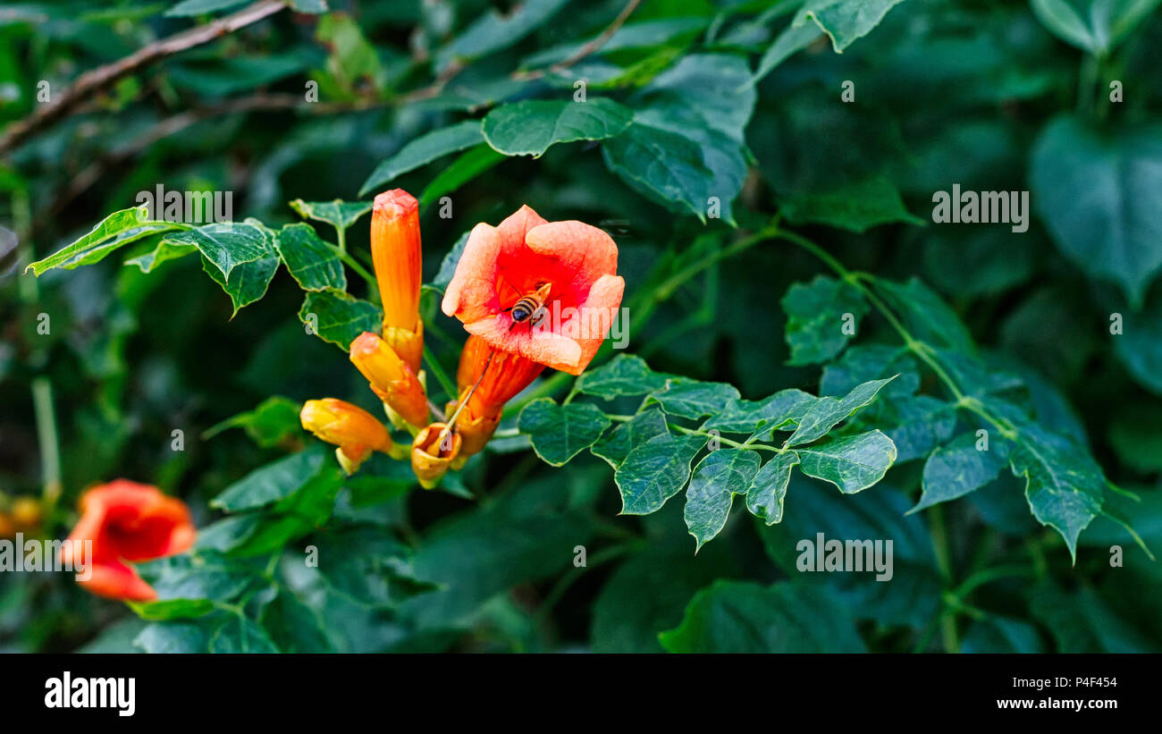 Orange Trumpet Vine in bloom.  Also known as Trumpet Creeper or Hummingbird Vine. Stock Photo