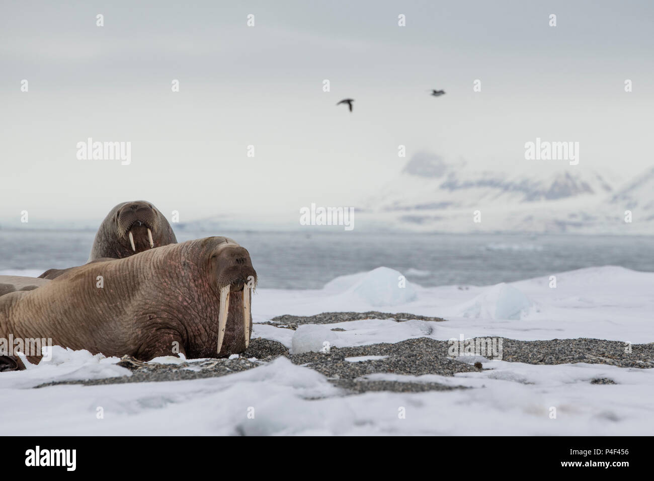 Norway, Svalbard, Nordaustlandet, Austfonna. Walrus (Odobenus rosmarus) hauled out on rocky beach. Stock Photo