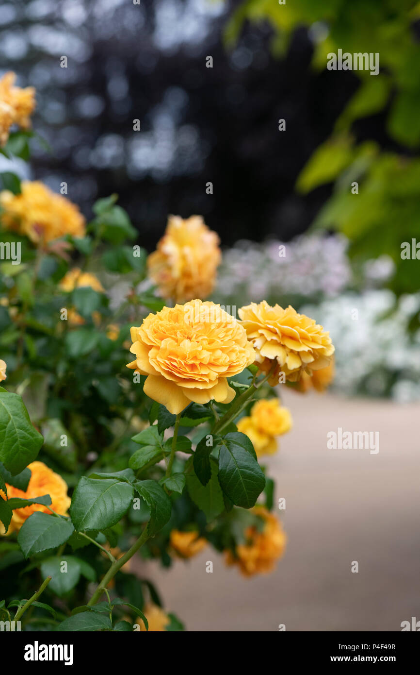 Rosa ‘Leah tutu’ / Hornavel’.  Repeat-flowering shrub rose. UK Stock Photo