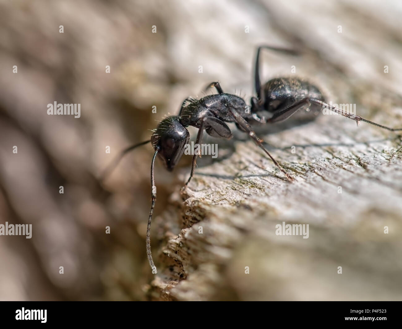 Carpenter, wood boring ant. Peering into hole in wood Stock Photo Alamy