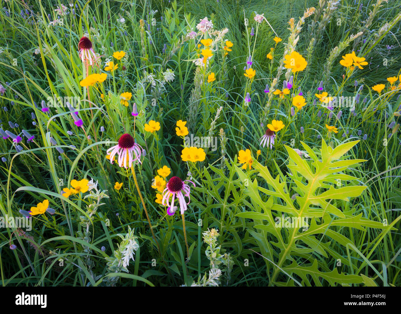 A combination of compass plant, purple coneflower, coreopsis and prairie clover create a beautiful native wildflower display at Schulenberg Prairie. Stock Photo