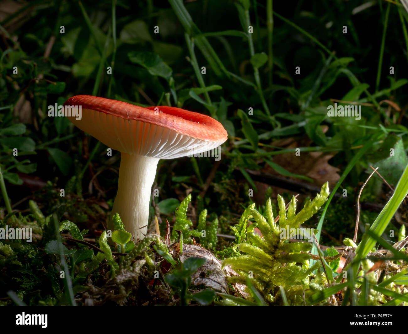 Russula fungus in woods. Stock Photo