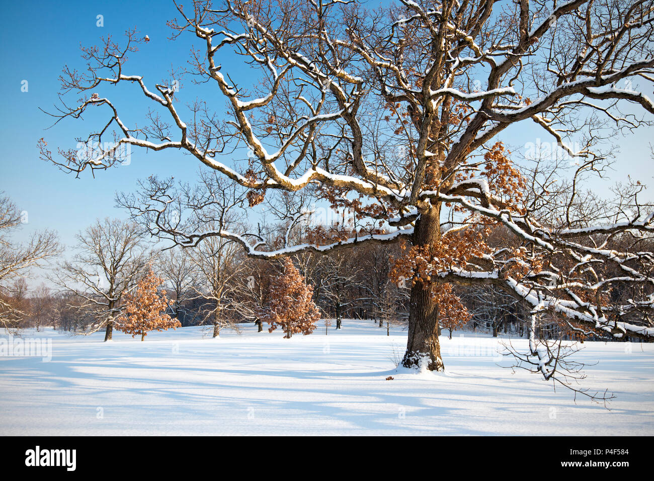 The snow-covered branches of a majestic mature oak tree spread over a winter landscape on a cold winter morning. Stock Photo