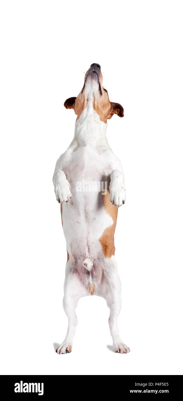 a Jack Russel stands on his hind legs and looks up, isolated Stock Photo