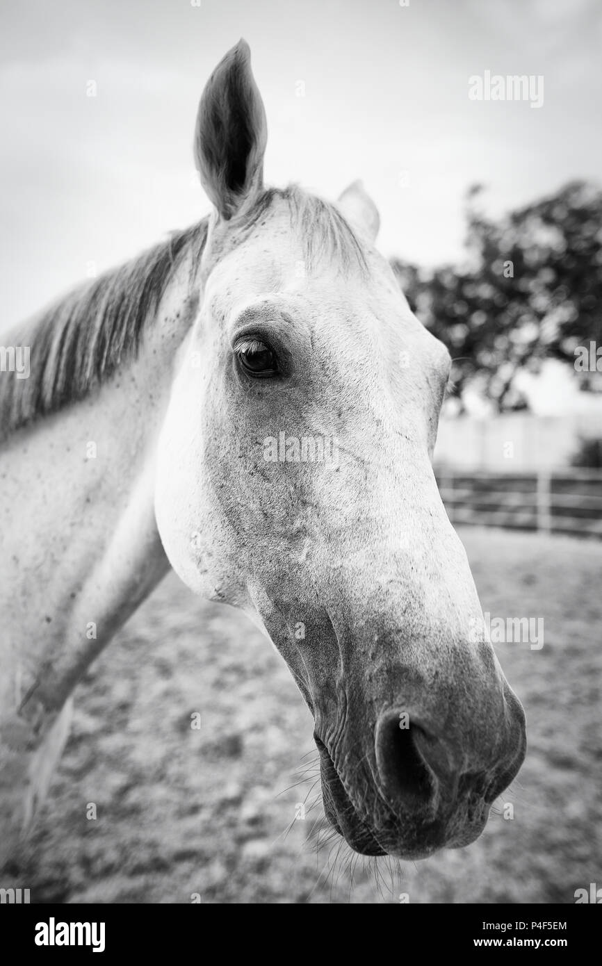 Portrait of a horse indoor in a riding hall Stock Photo