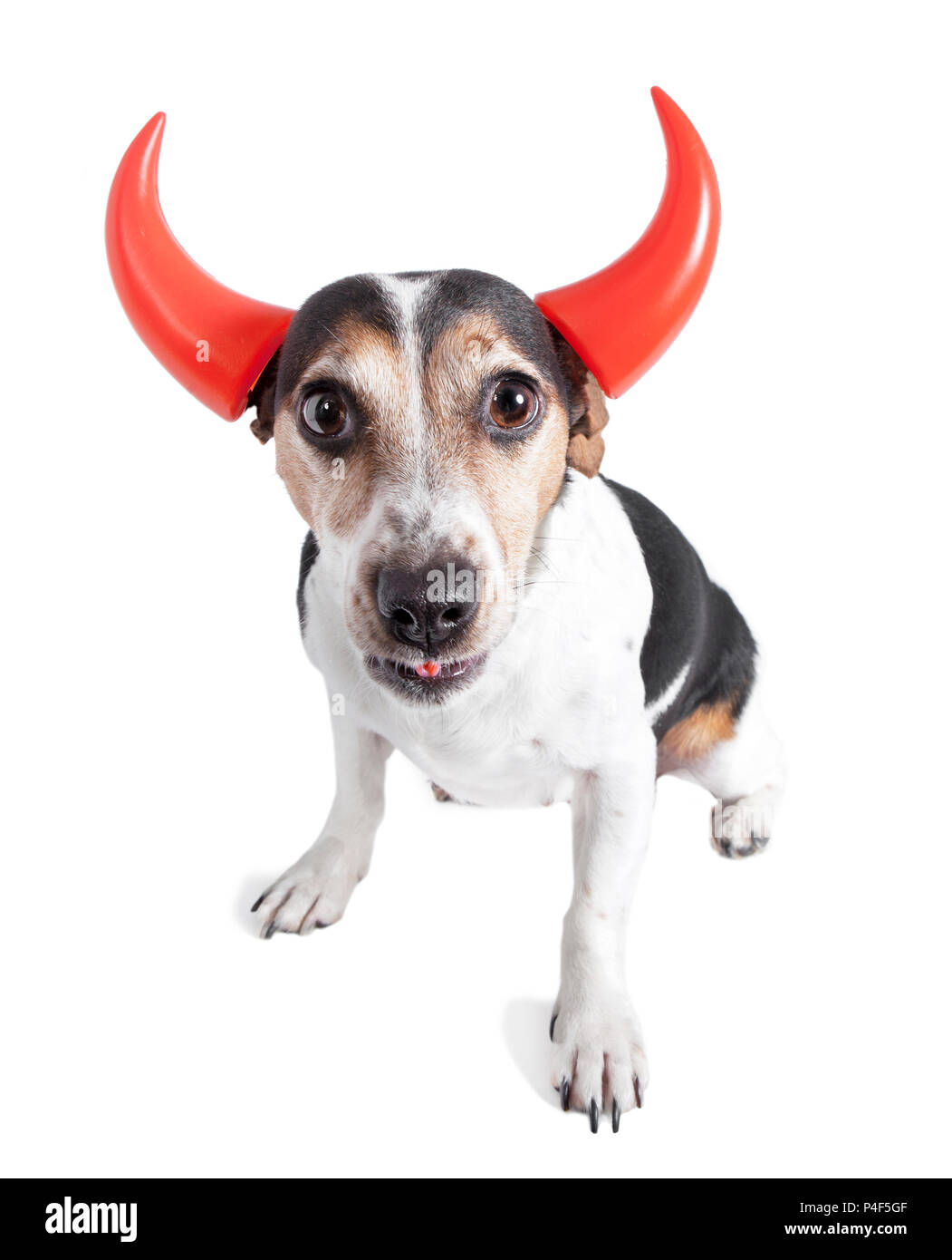 Sitting a Jack Russel, looks to the camera with devil ears, isolated Stock Photo