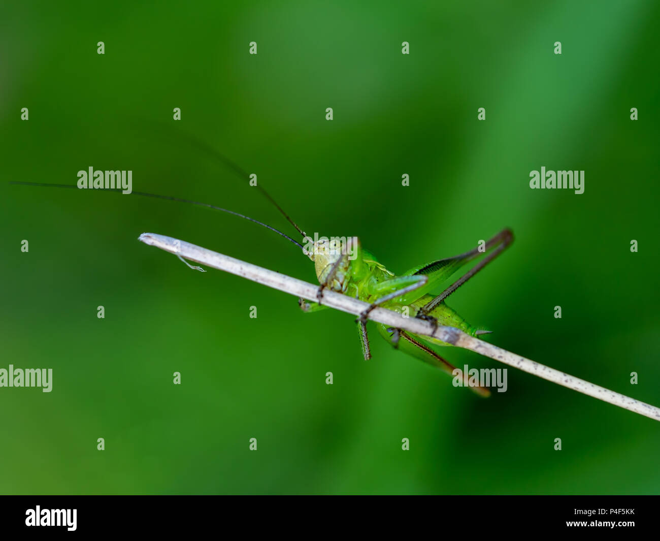 Cute babay cricket insect. Looks wary! Clinging onto twig. Stock Photo