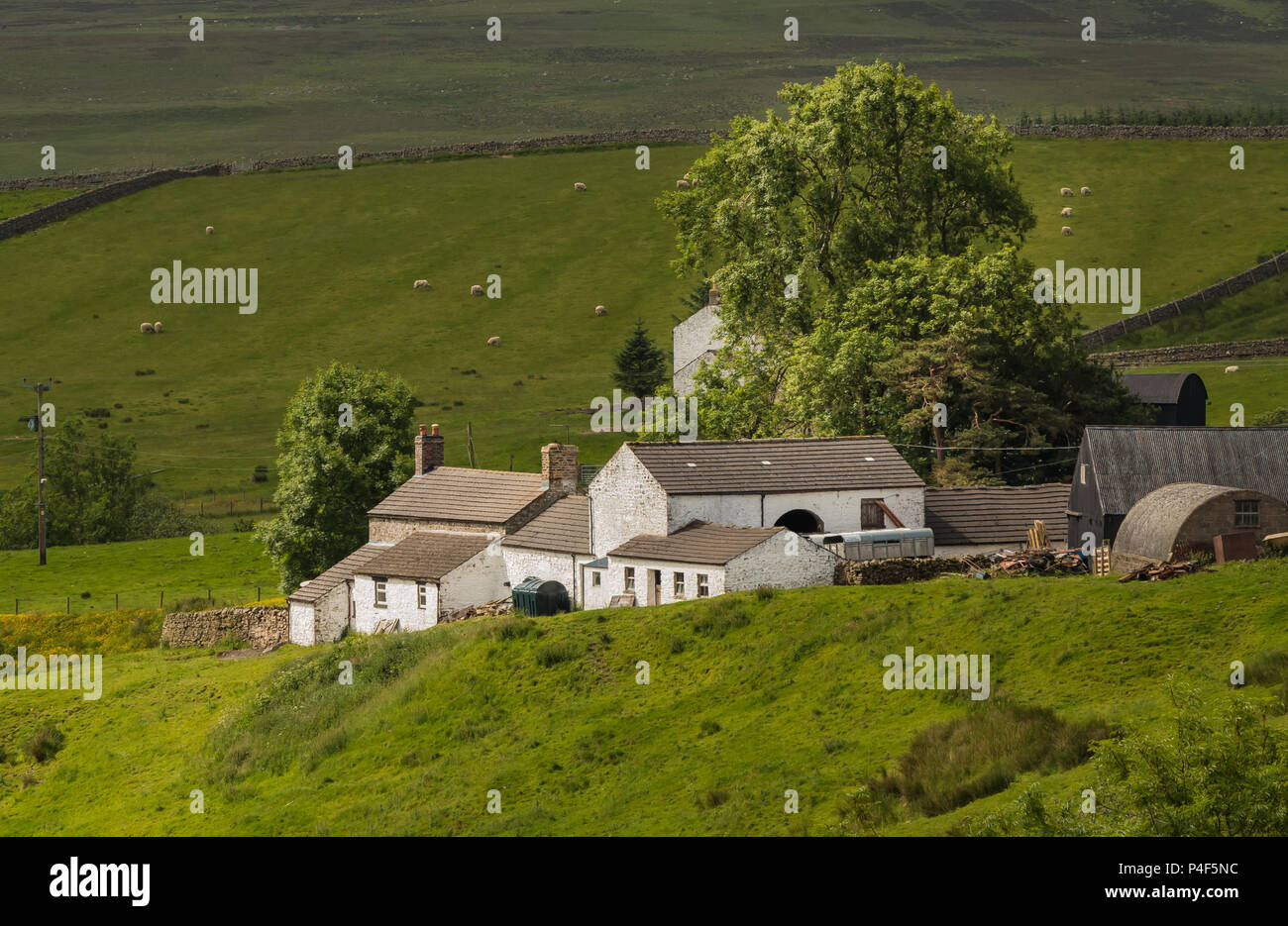 A typical Upper Teesdale whitewashed hill farm at Birch Bush, Ettersgill, North Pennines AONB, UK Stock Photo