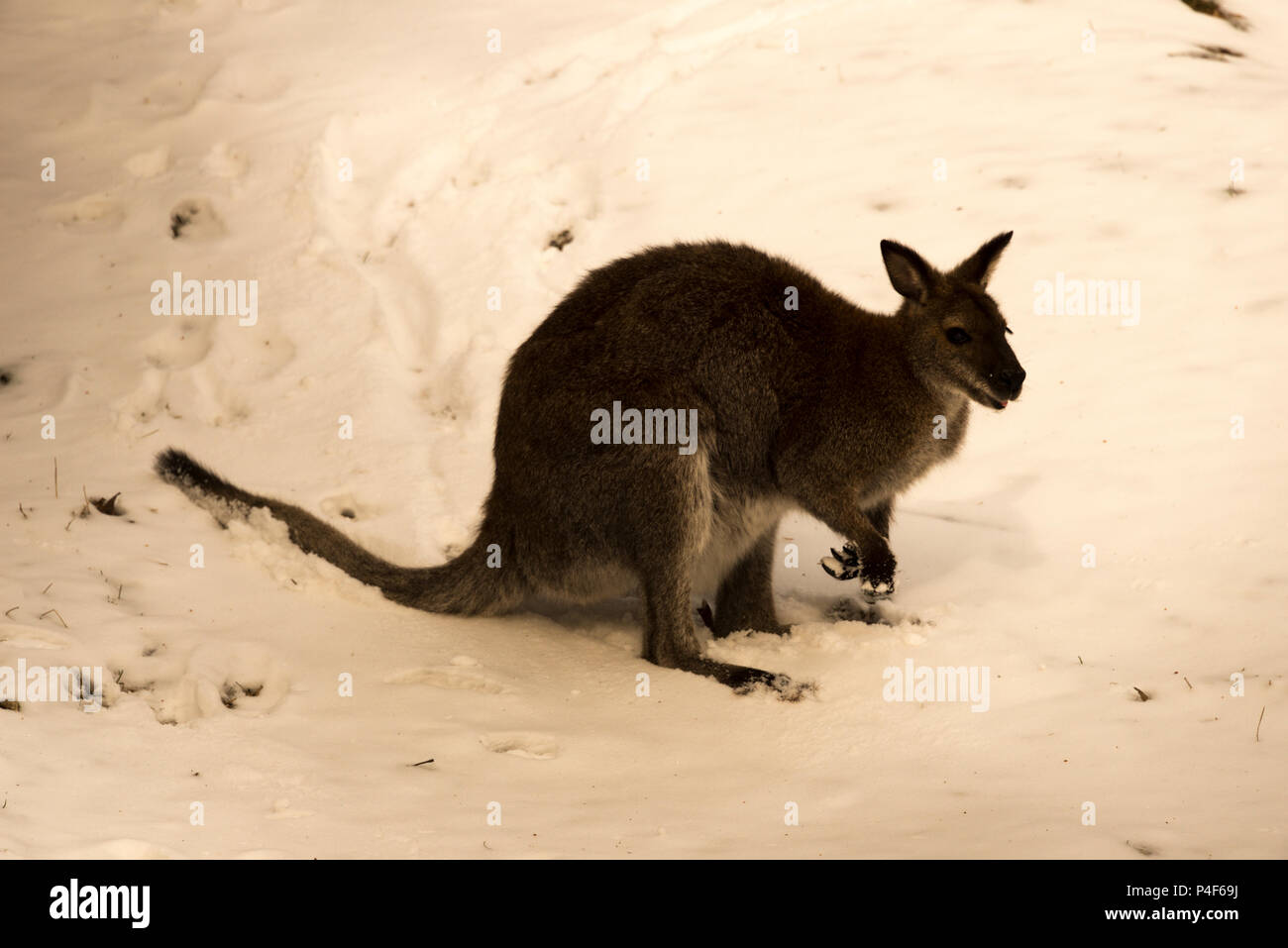 Bennett's Wallaby (Macropus rufogriseus) Stock Photo