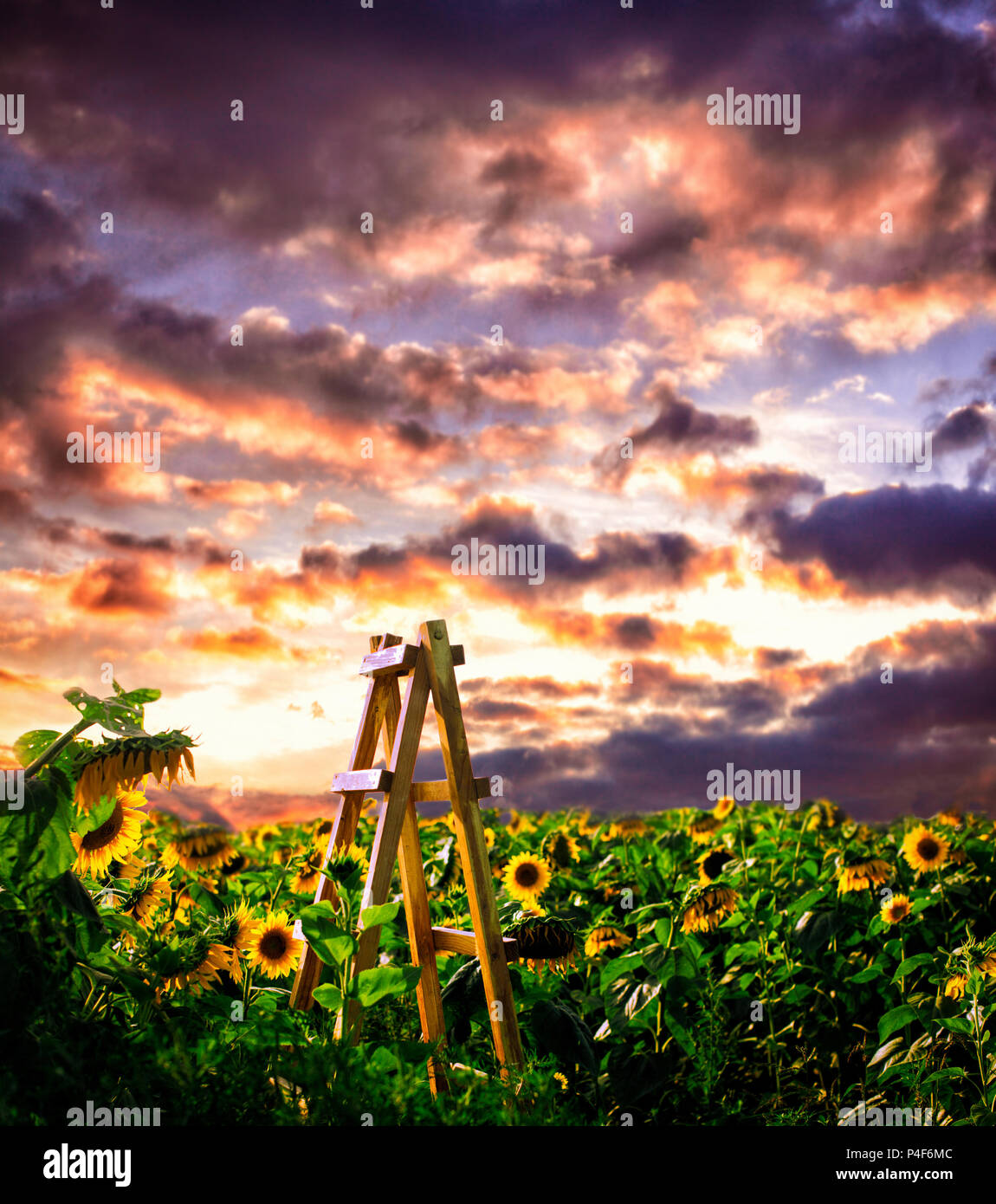 Wooden ladder at the sunflowers field Stock Photo