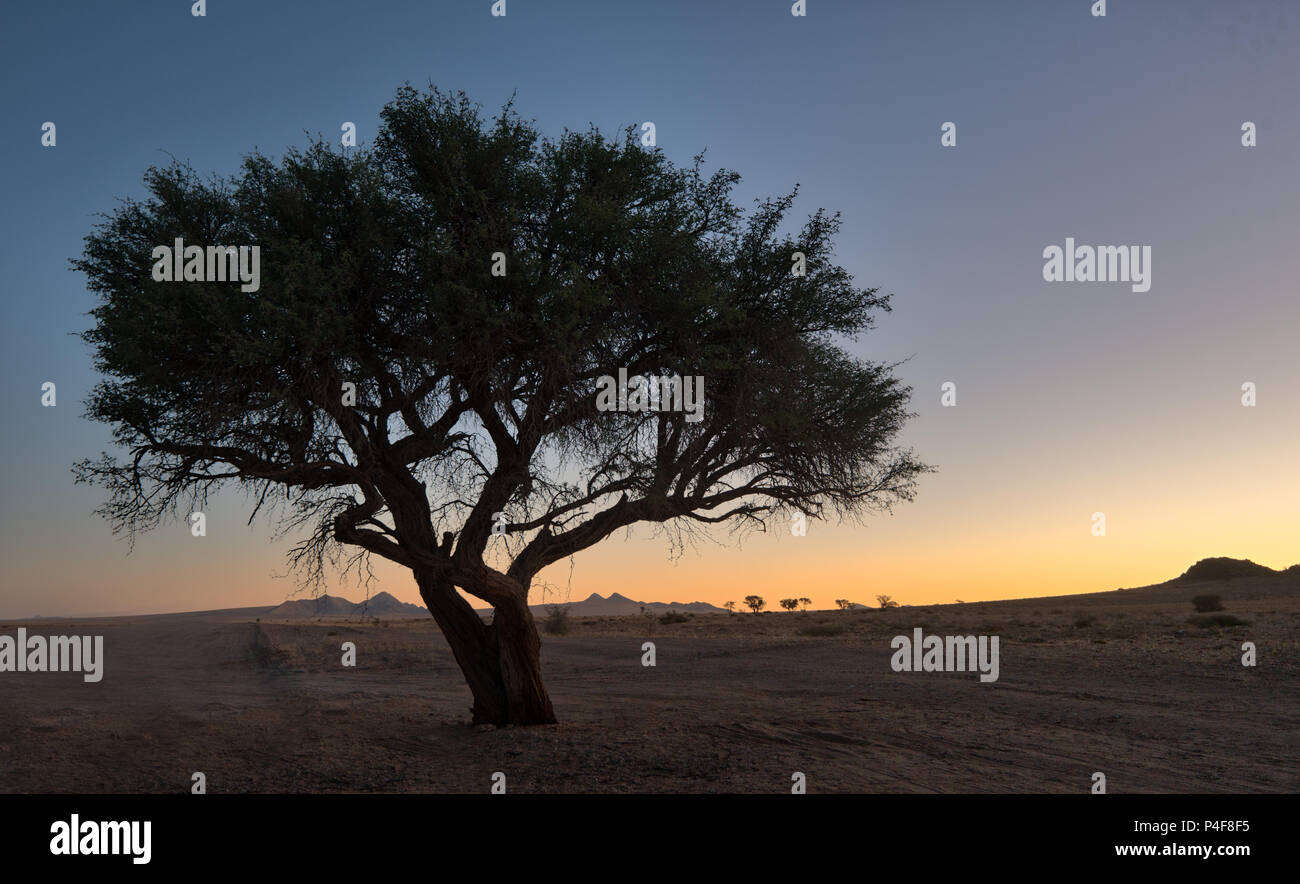 Lonely Tree in the Namib Desert taken in January 2018 Stock Photo