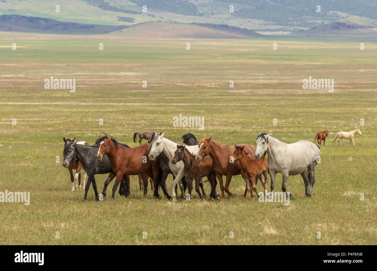 Herd of Wild Horses Stock Photo - Alamy