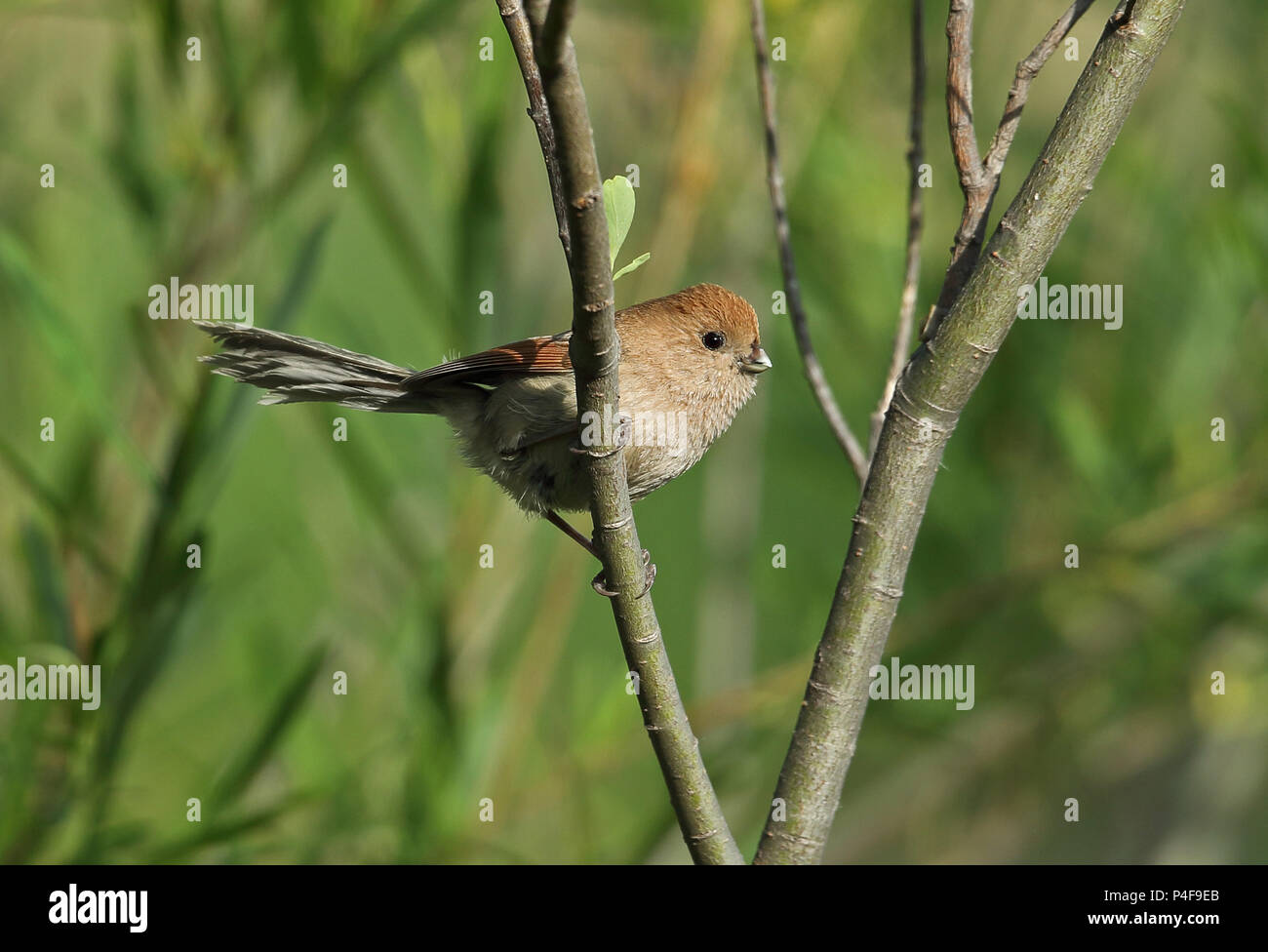 Vinous-throated Parrotbill (Paradoxornis webbianus mantschuricus) adult perched on branch  Beidaihe, Hebei, China  May 2016 Stock Photo