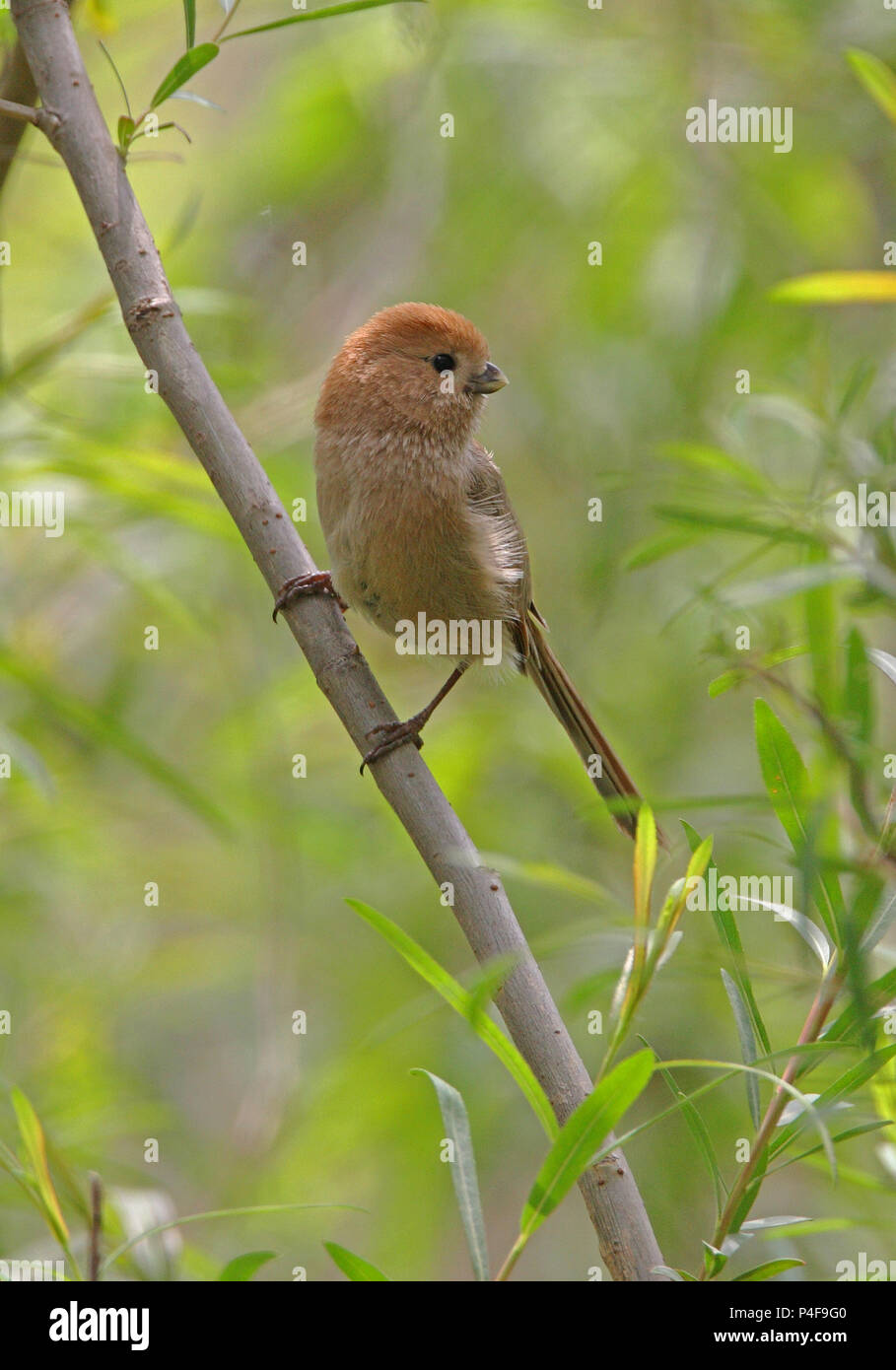 Vinous-throated Parrotbill (Paradoxornis webbianus mantschuricus) adult perched on branch  Beidaihe, Hebei, China  May 2010 Stock Photo