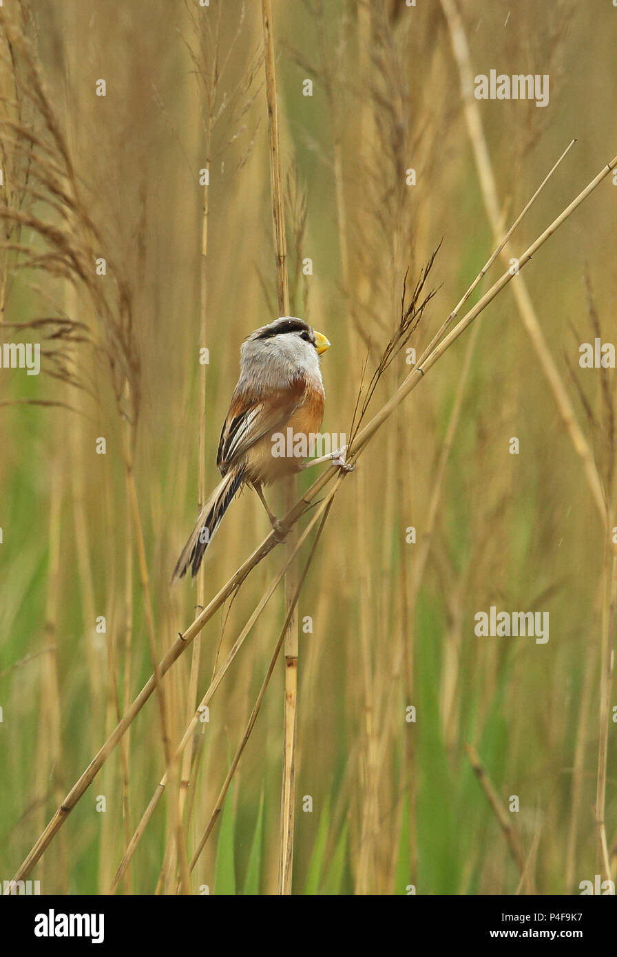 Reed Parrotbill (Paradoxornis heudei heudei) adult perched on reed  Hebei, China    May 2016 Stock Photo