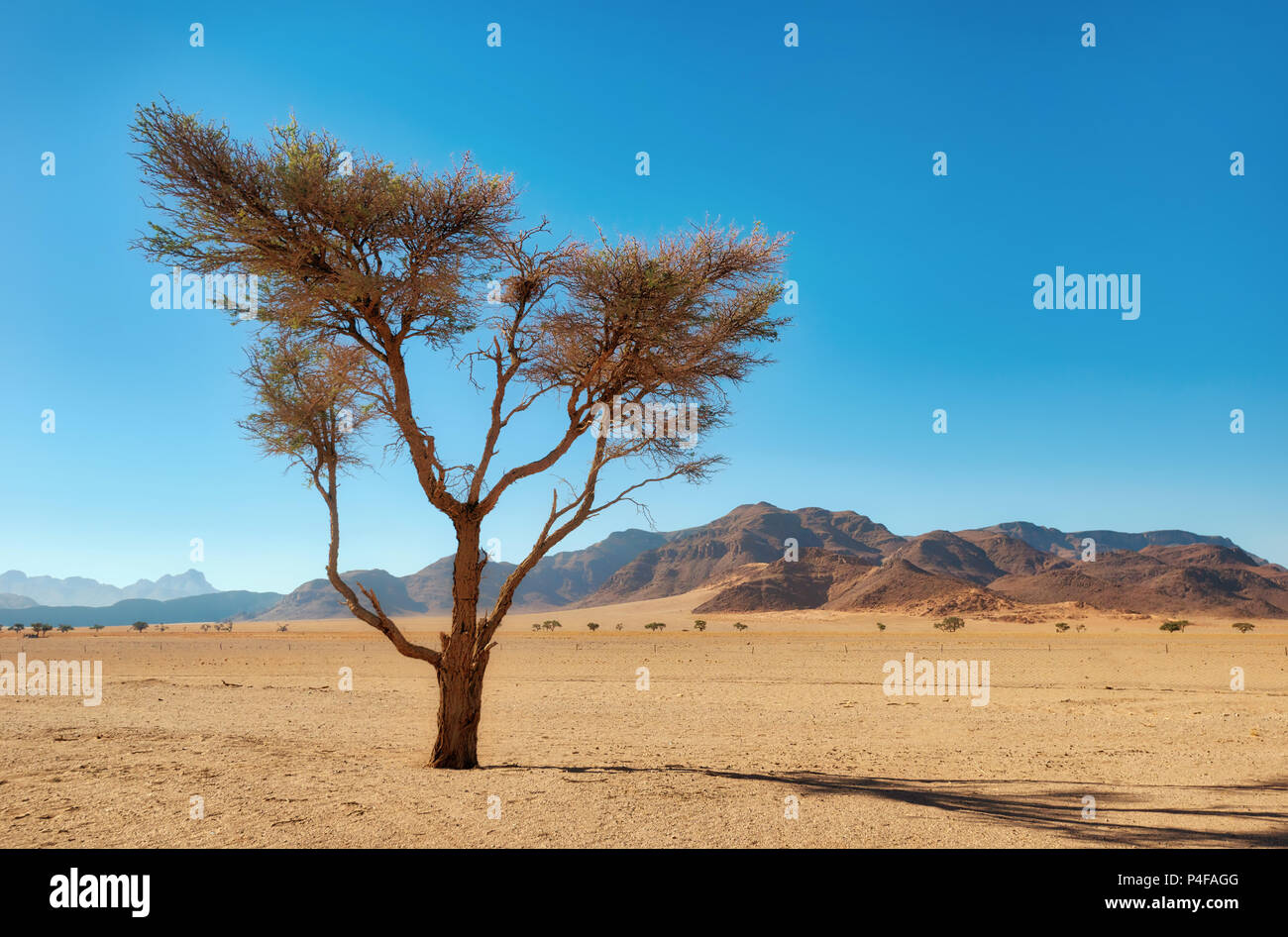 Lonely Tree in the Namib Desert taken in January 2018 Stock Photo