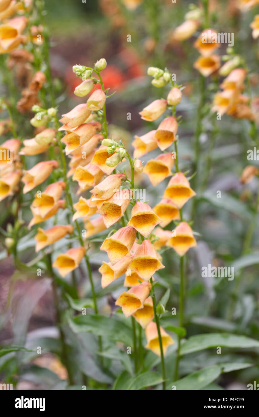 Digitalis goldcrest waldigone hires stock photography and images Alamy