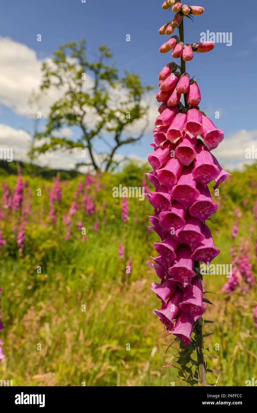 Fox Glove, Digitalis Purpurea, flowers in bloom, Brecon Beacons National Park, Wales. Stock Photo