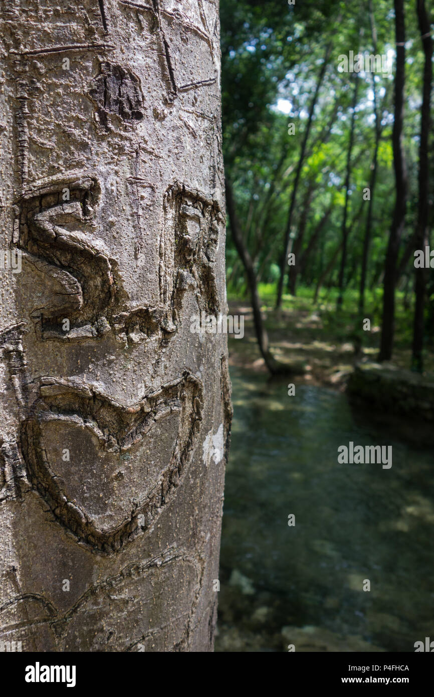 Letters engraved into a tree trunk in Krka national park, Croatia Stock Photo