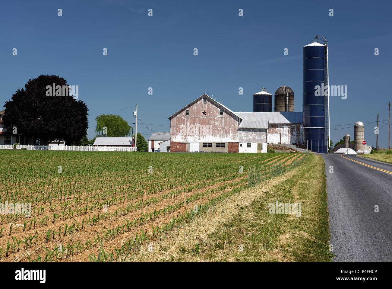 Scenic dairy farm with white barn and new corn field along a road in