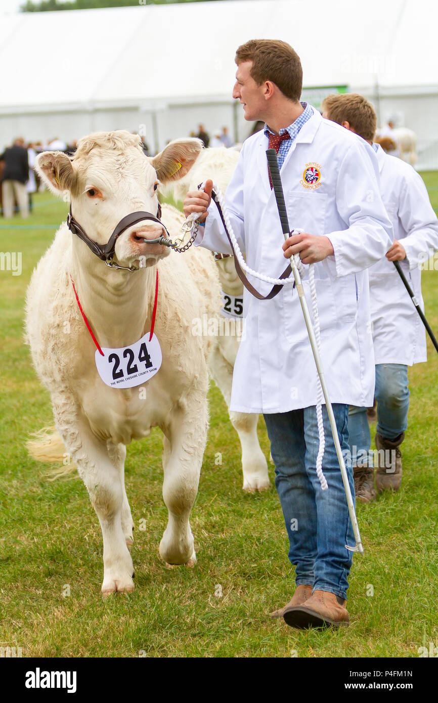 19 & 20 June 2018 - The Cheshire Showground at Clay House Farm Flittogate Lane, Knutsford hosted the 2018 Royal Cheshire County Show. The Show is abou Stock Photo