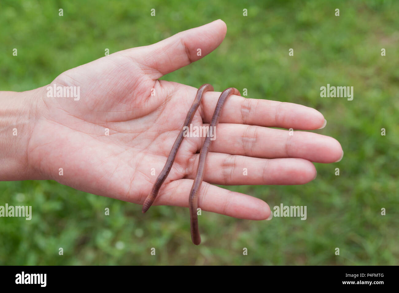 Female hand holding earth worms in hands. Stock Photo