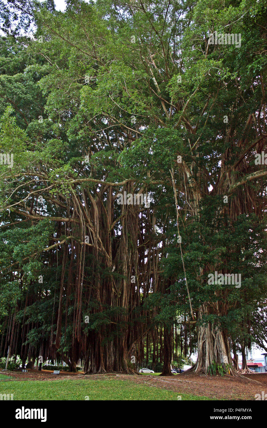 Towering Banyan Trees at Liliuokalani Park and Gardens in Hilo, Hawaii, USA Stock Photo