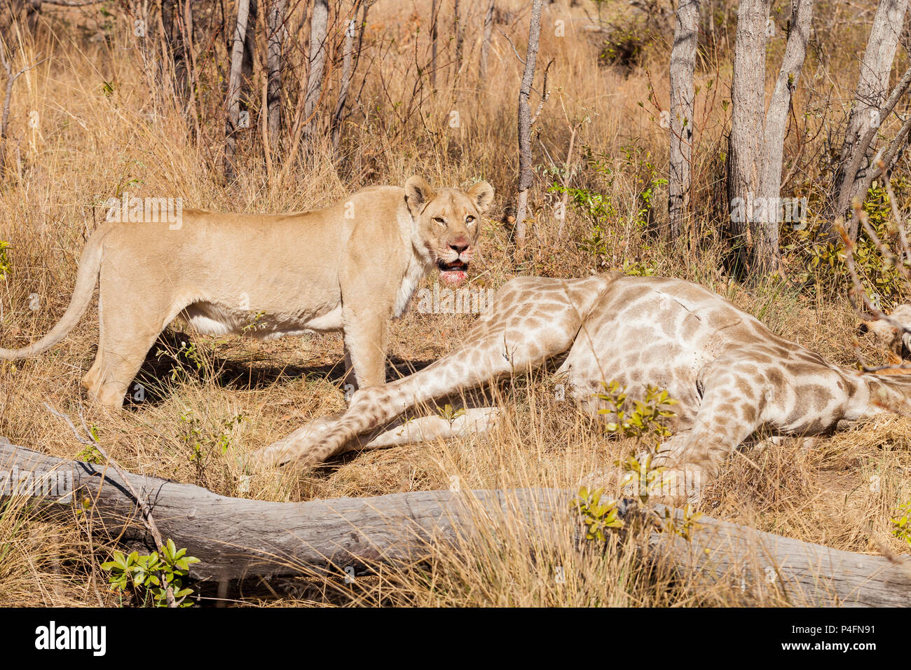African Lion eating a Giraffe on safari in a South African Game Reserve Stock Photo