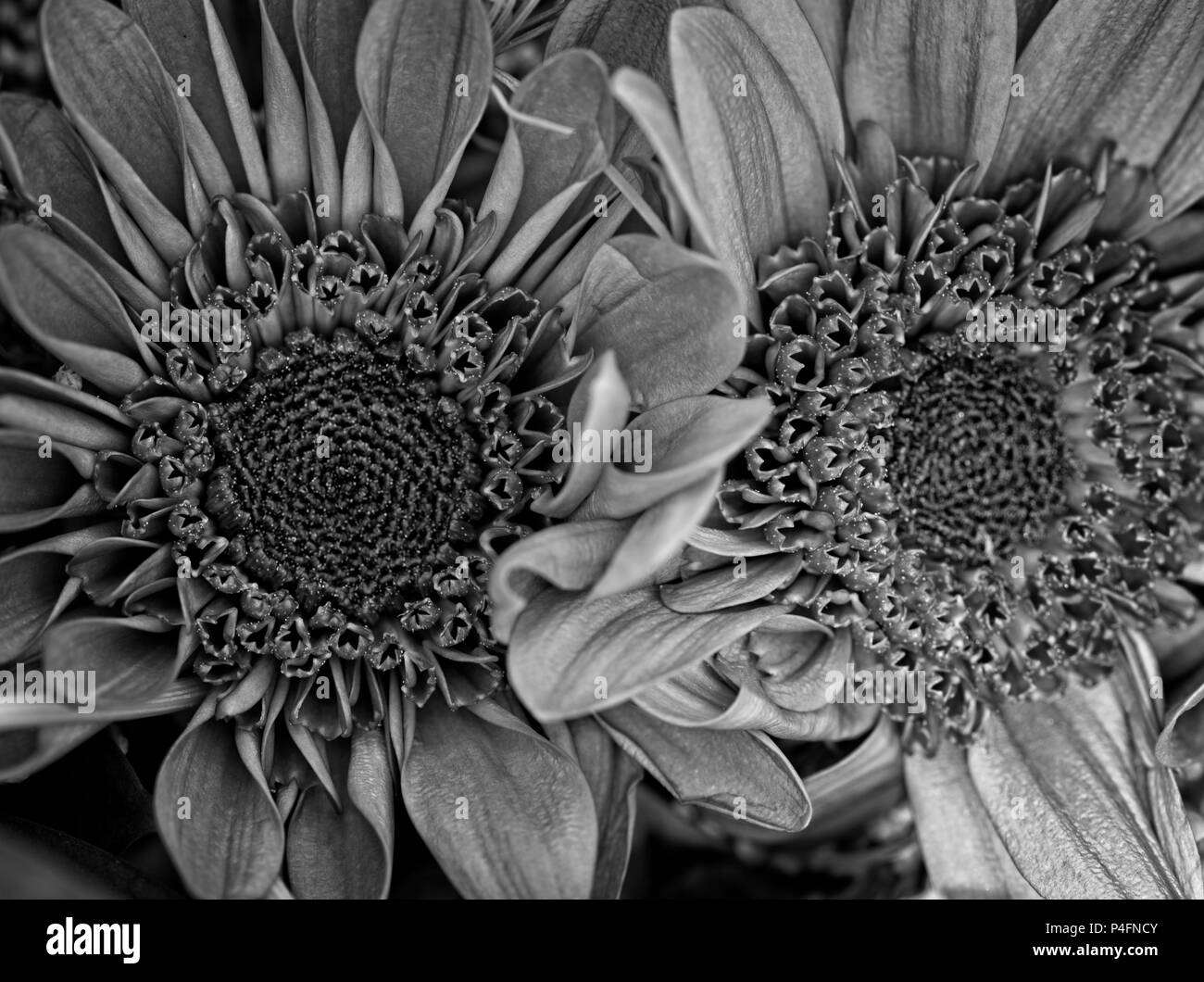 Pink flowers with white buds Black and White Stock Photos & Images Alamy