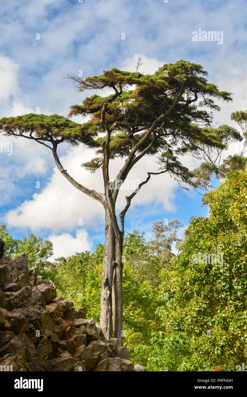 Italian stone pine, Pinus pinea Stock Photo