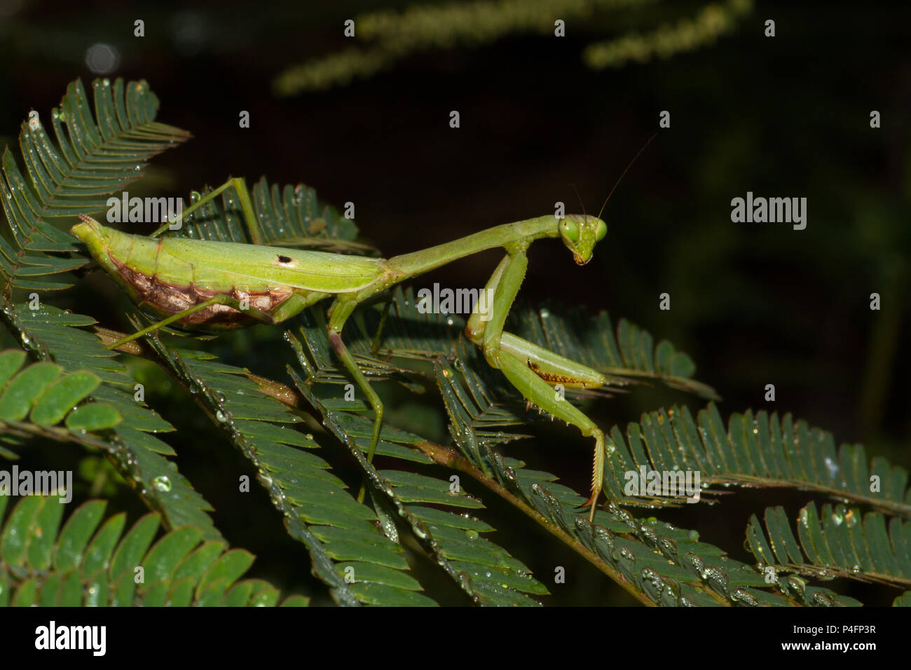A gravid praying mantid on a mimosa leaf. Stock Photo