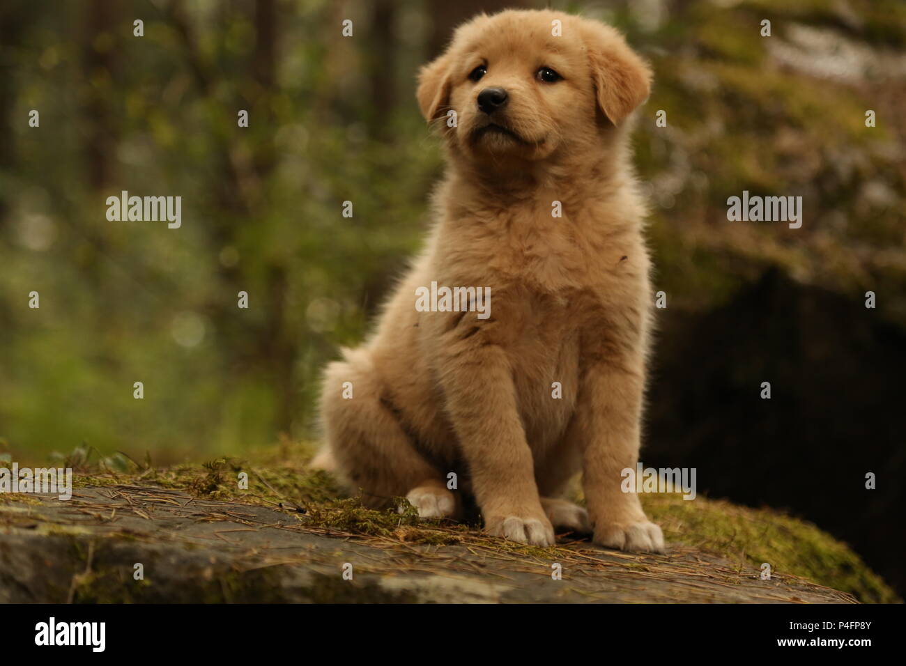 bhotia dog in manali india Stock Photo Alamy