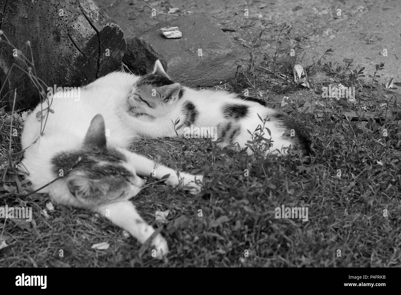 Mother cat breastfeed her youngling Stock Photo