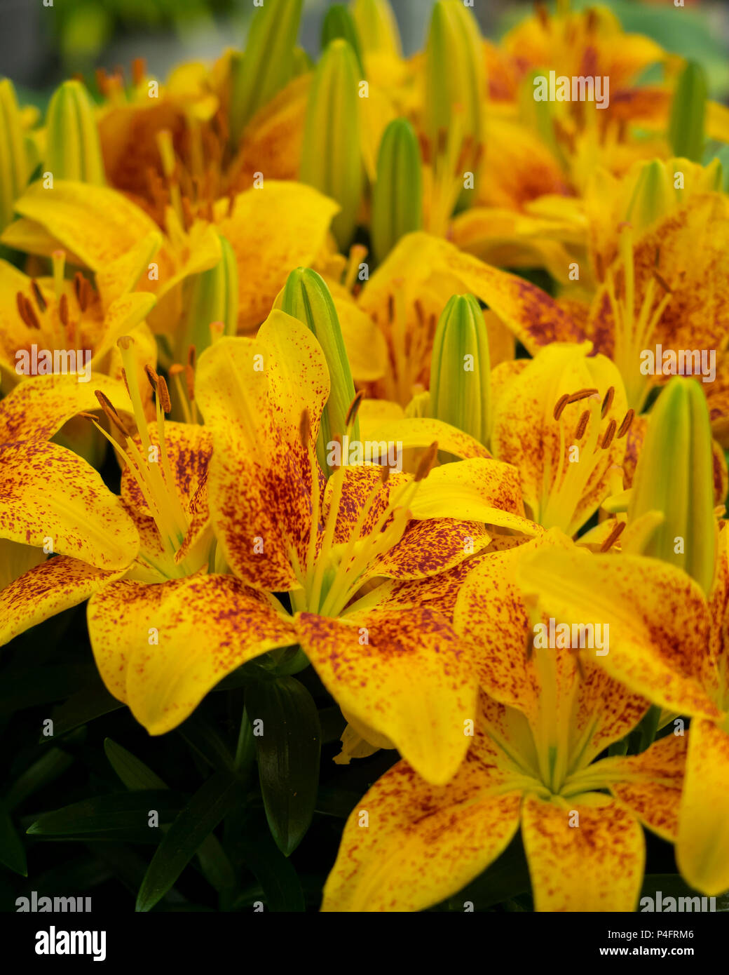 Asiatic hybrid hi-res stock photography and images - Alamy
