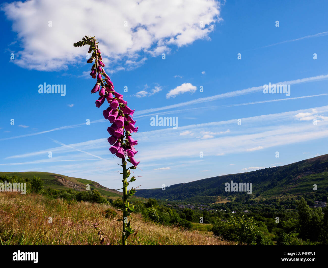 Foxglove backdrop hi-res stock photography and images - Alamy