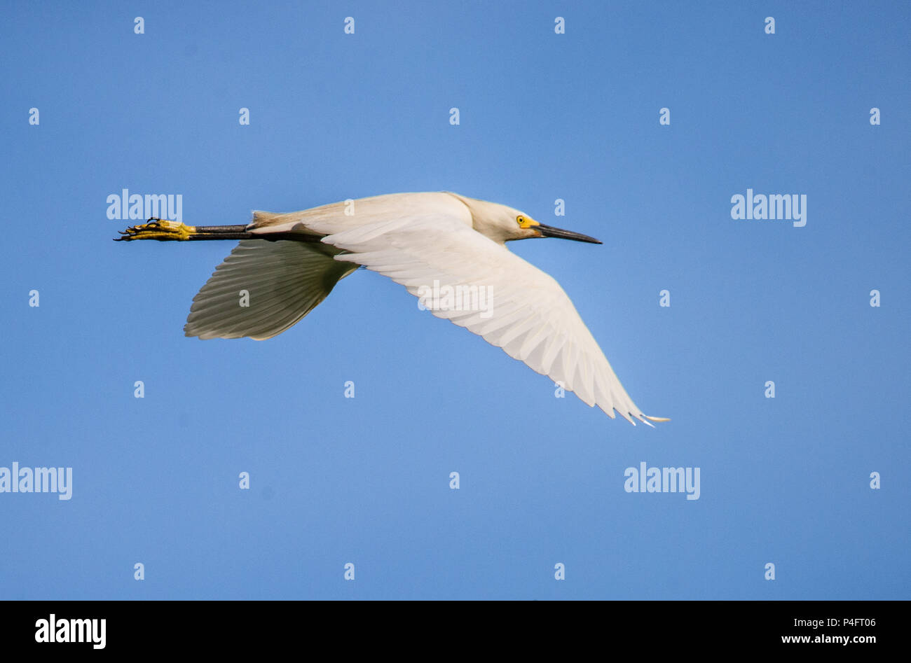 Mature Snowy Egret Egretta Thula flying showing black beak and yellow feet Stock Photo